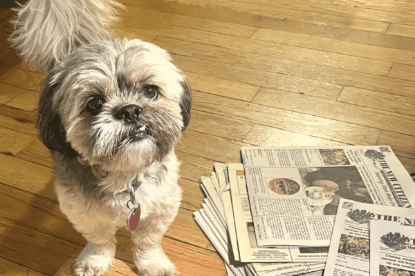 Plan for Pets: June is National Pet Preparedness Month